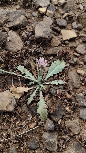 Oligochaeta observed 2026-02-02
