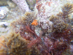 Yungia aurantiaca