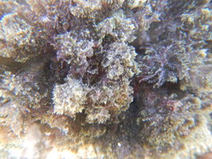 Rhodophyta