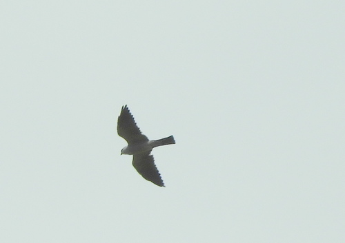 Mississippi Kite (Ictinia mississippiensis), photo 10