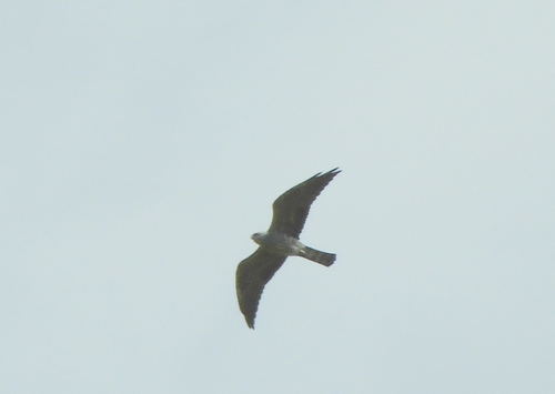 Milano boreal observed by pablohcapovilla