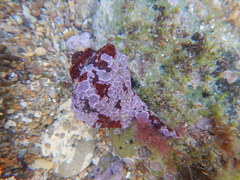 Gastropoda