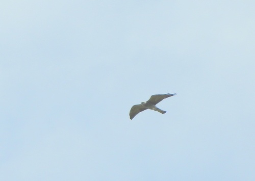 Milano boreal observed by pablohcapovilla