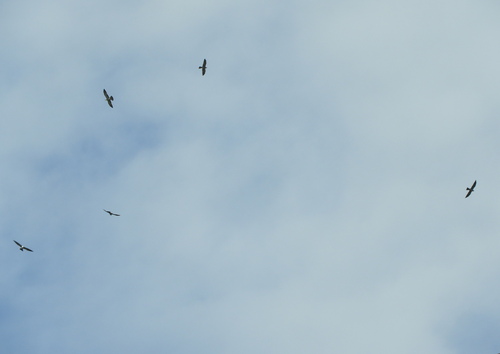 Mississippi Kite (Ictinia mississippiensis), photo 8
