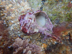 Gastropoda