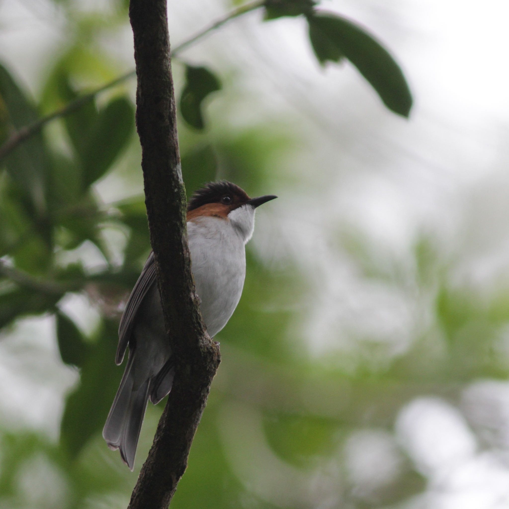 Chestnut Bulbul (Hemixos castanonotus), photo 7