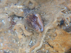 Columbella rustica