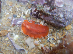 Yungia aurantiaca