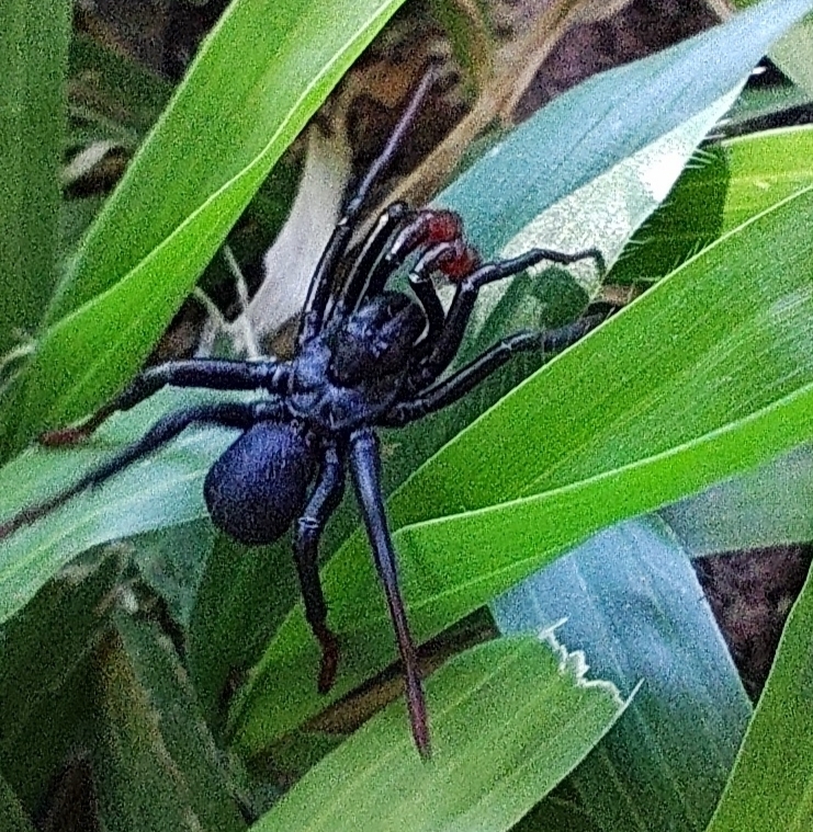 Actinopus cordobensis Ríos-Tamayo & Goloboff, 2018