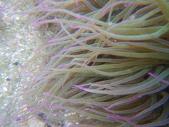 Anemonia viridis