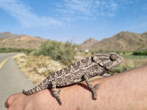 Common Chameleon