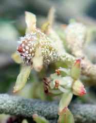 Pomaderris apetala maritima