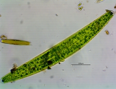Closterium lunula