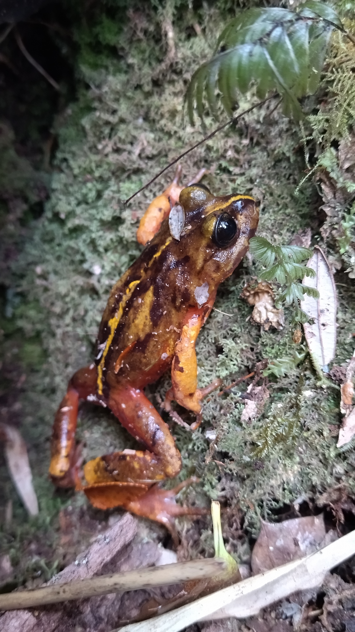 Eupsophus emiliopugini Formas, 1989