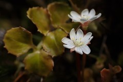Epilobium pedunculare