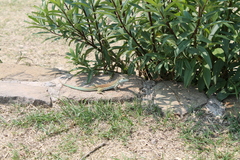 Aspidoscelis mexicanus