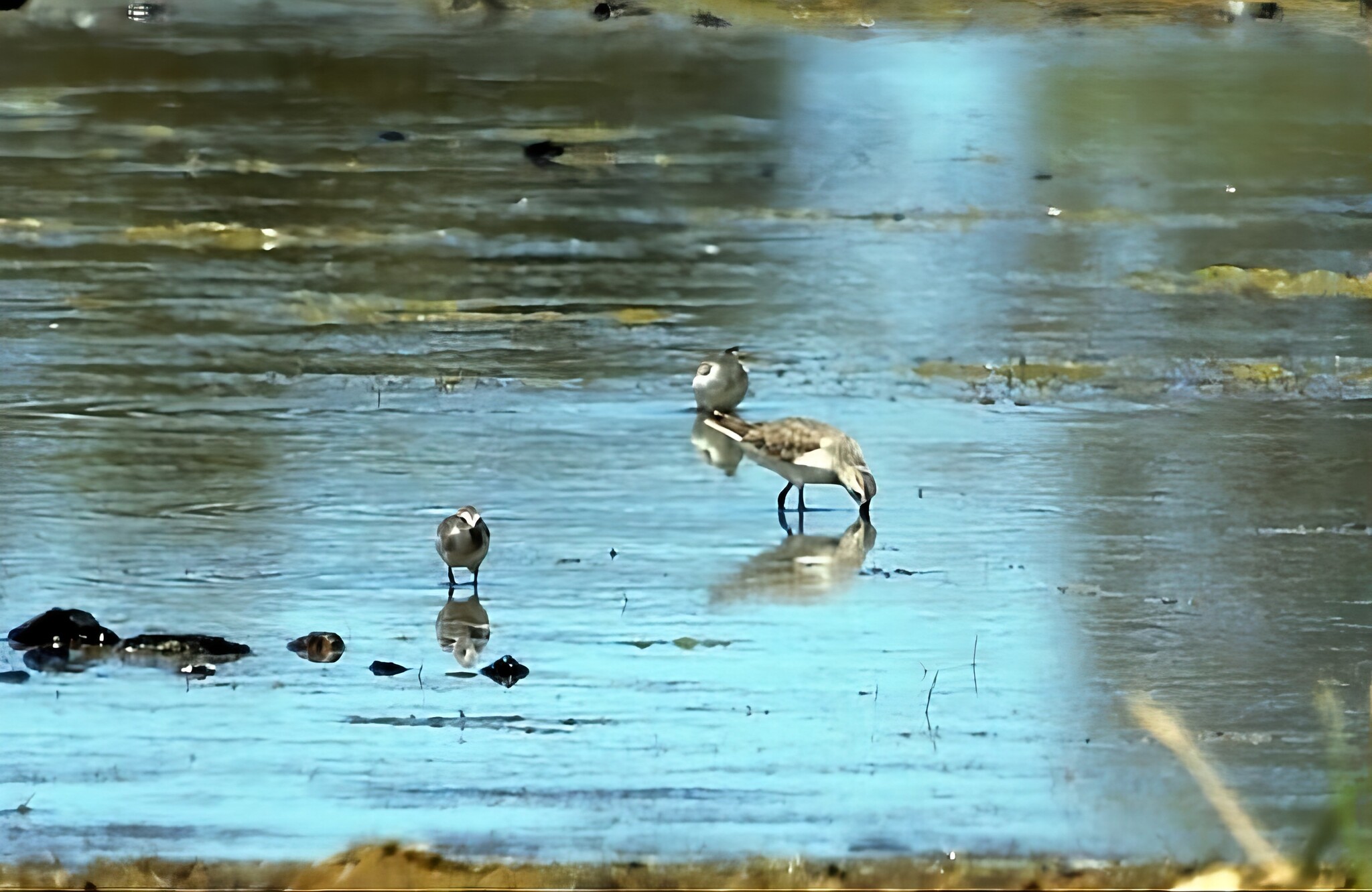 Curlew Sandpiper (Calidris ferruginea), photo 7