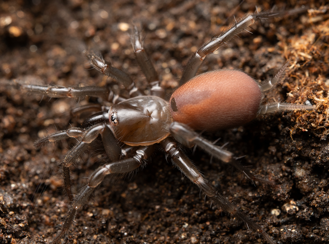 Sydney funnel-web spider - Wikipedia