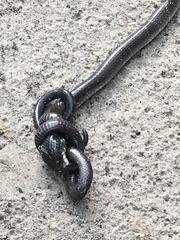 Elapsoidea boulengeri