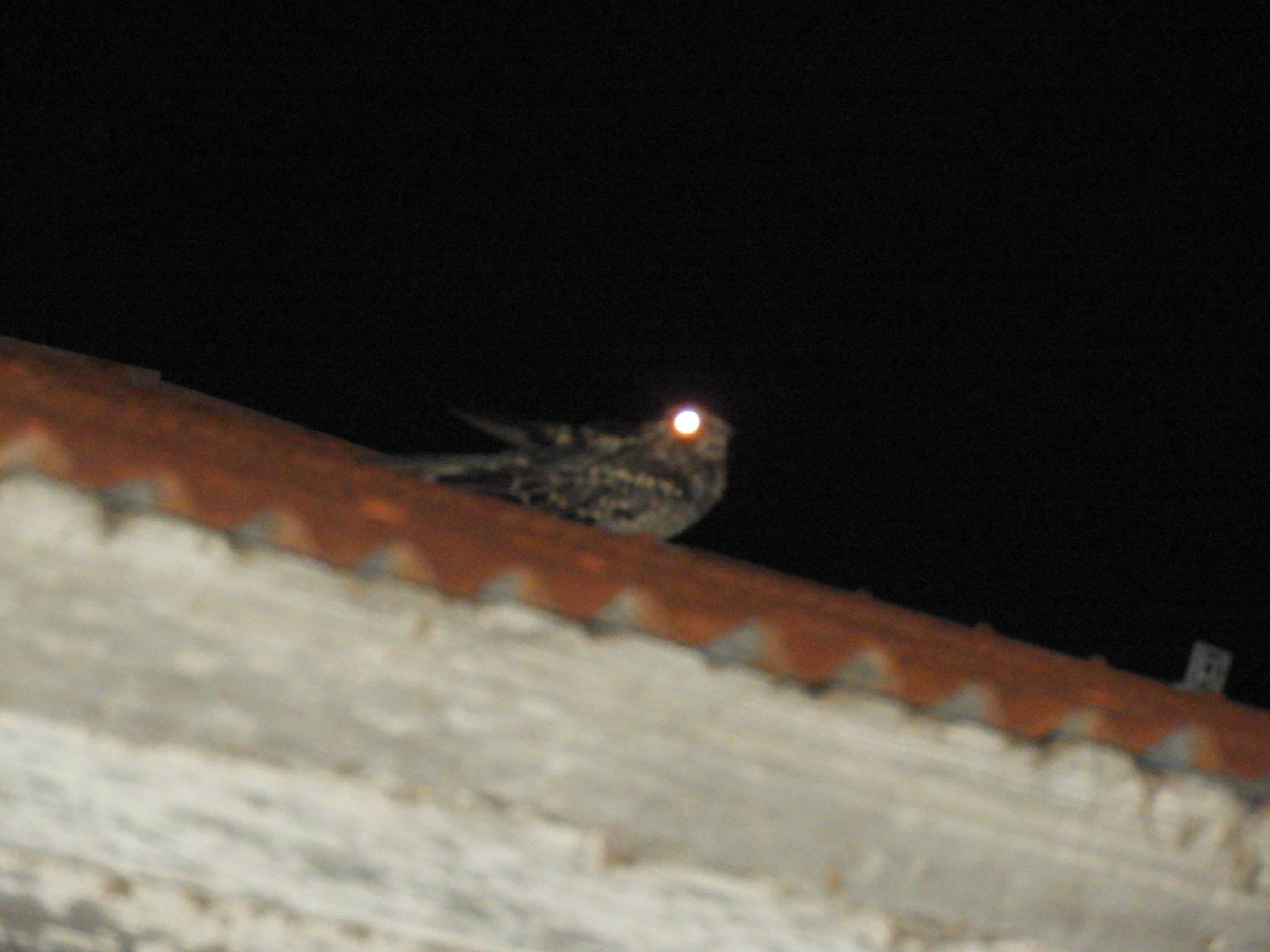 Scissor-tailed Nightjar (Hydropsalis torquata), photo 3