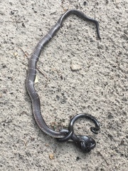 Elapsoidea boulengeri