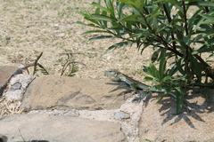 Aspidoscelis mexicanus