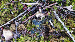 Peltigera ponojensis