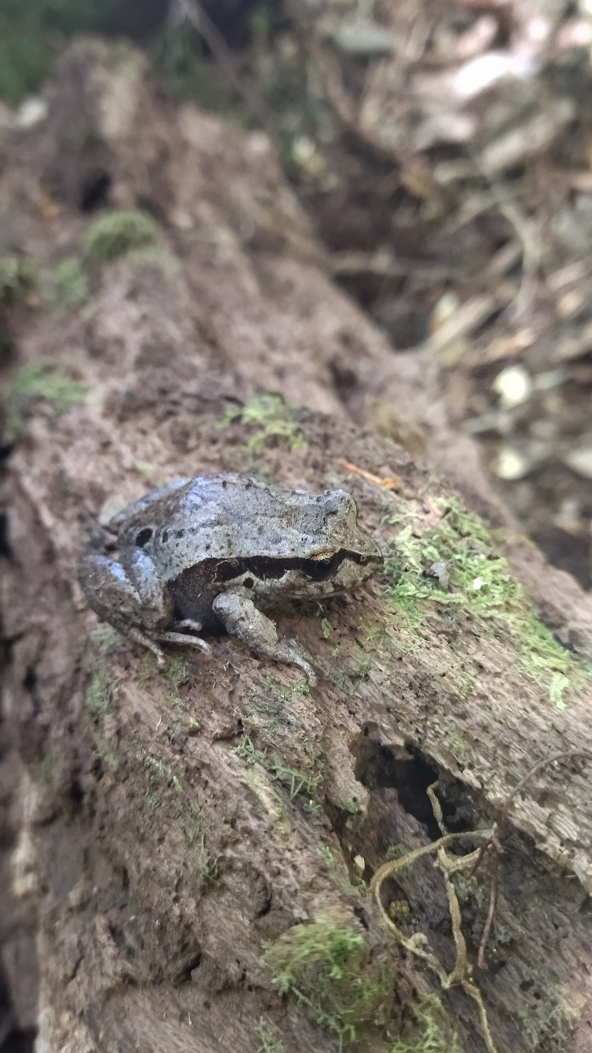Eupsophus calcaratus (Günther, 1881)