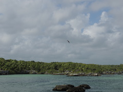 Petrochelidon fulva