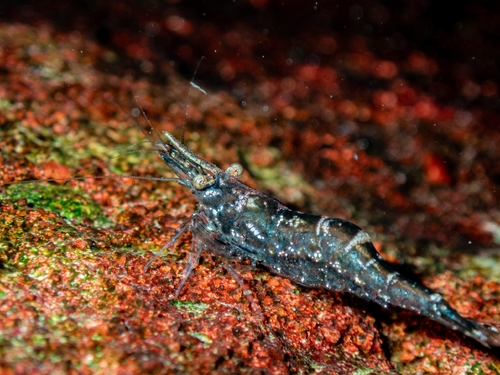Dugastella valentina
