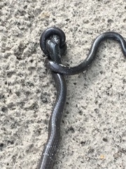 Elapsoidea boulengeri