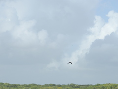 Petrochelidon fulva