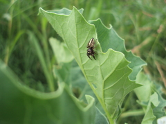 Dendryphantes mordax