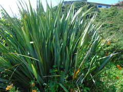 Phormium tenax