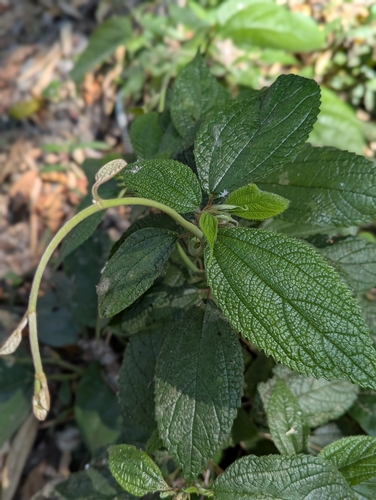 Debregeasia longifolia observed 2026-02-02