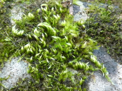 Homalothecium sericeum