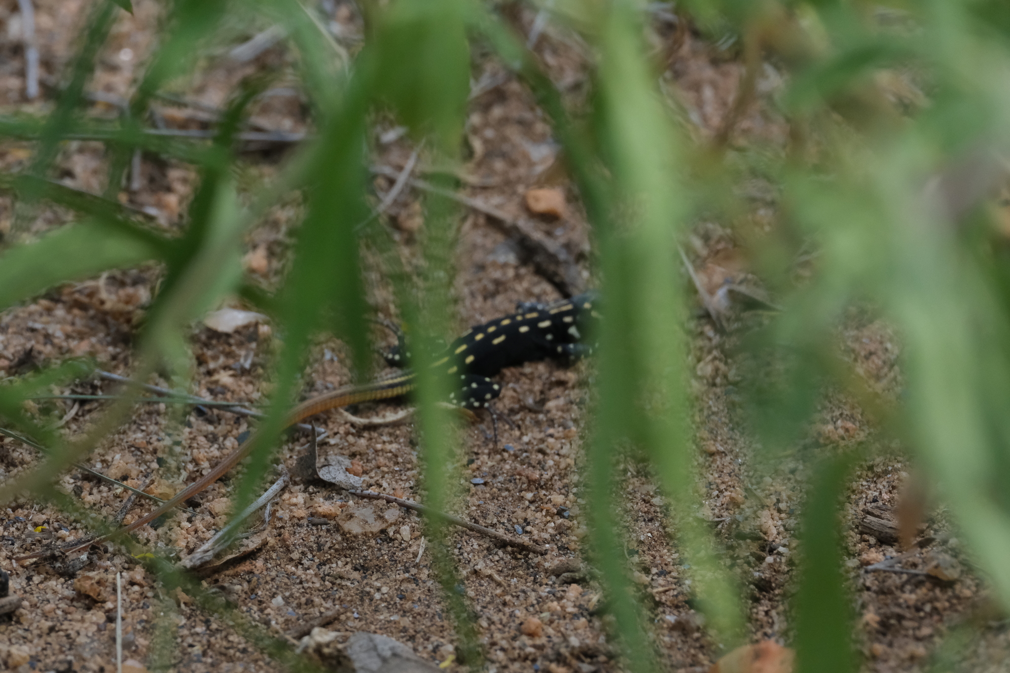 Bivar’s bushveld lizard, Heliobolus bivari