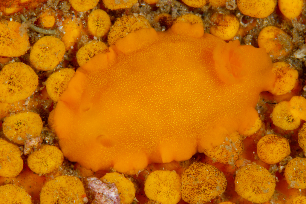 Doriopsilla bertschi
