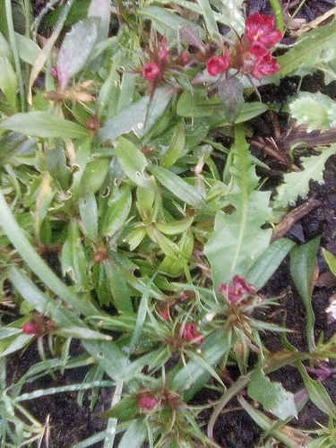 Foto de Cravina