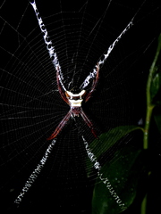 Argiope reinwardti