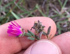 Delosperma neethlingiae
