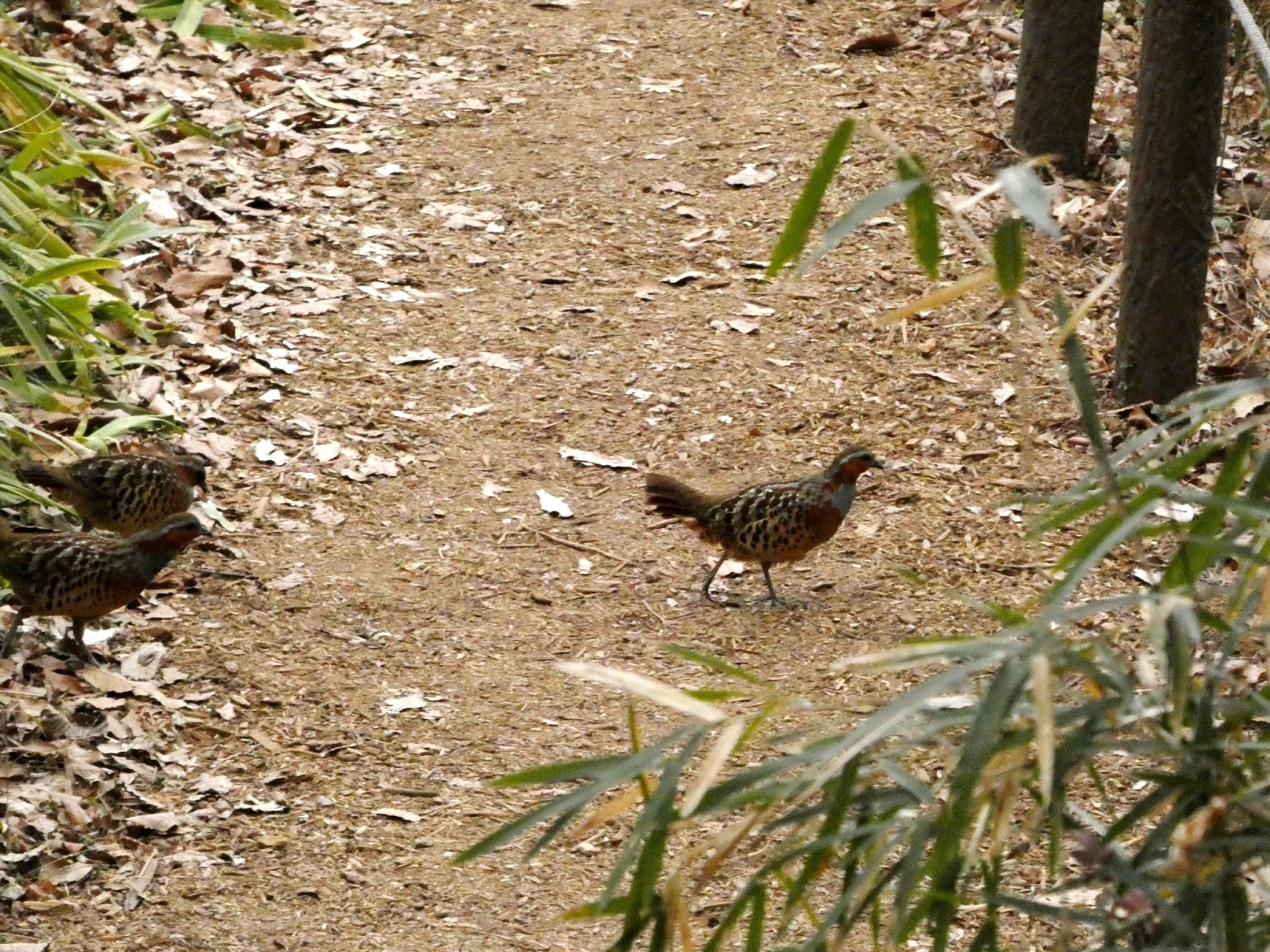 Chinese Bamboo Partridge (Bambusicola thoracicus), photo 8
