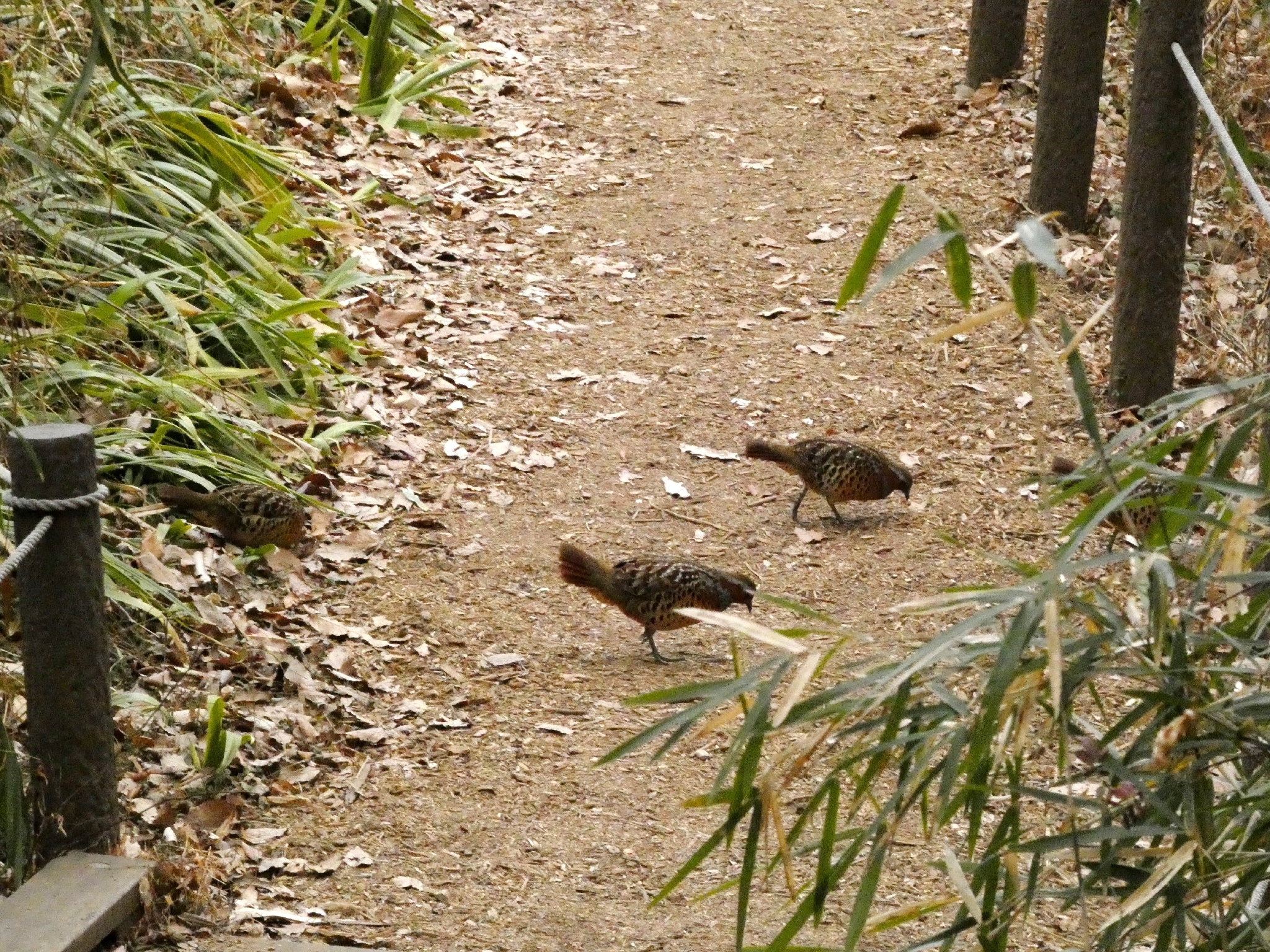 Chinese Bamboo Partridge (Bambusicola thoracicus), photo 9
