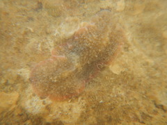 Platyhelminthes
