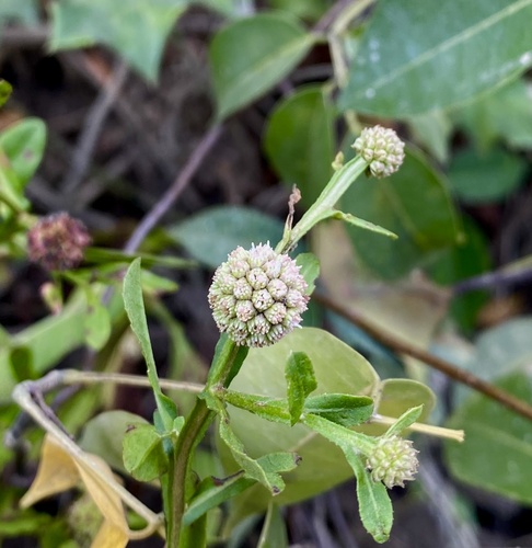 Sphaeranthus africanus observed 2026-02-02