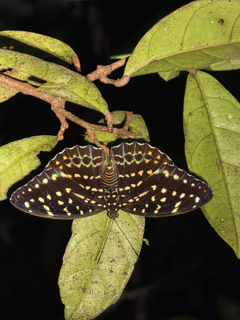 Archduke (Lexias dirtea)