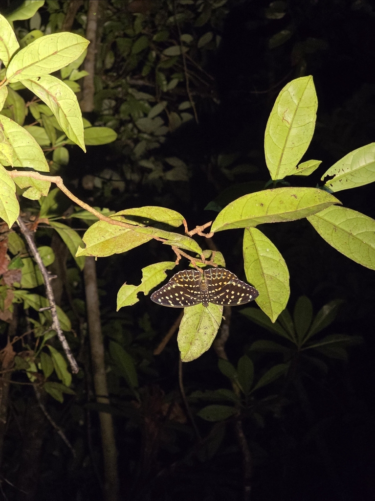 Lexias dirtea (Lexias dirtea)