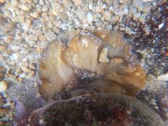 Platyhelminthes