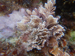Rhodophyta