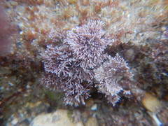 Rhodophyta
